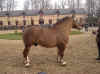 modele.jpg (58031 octets)